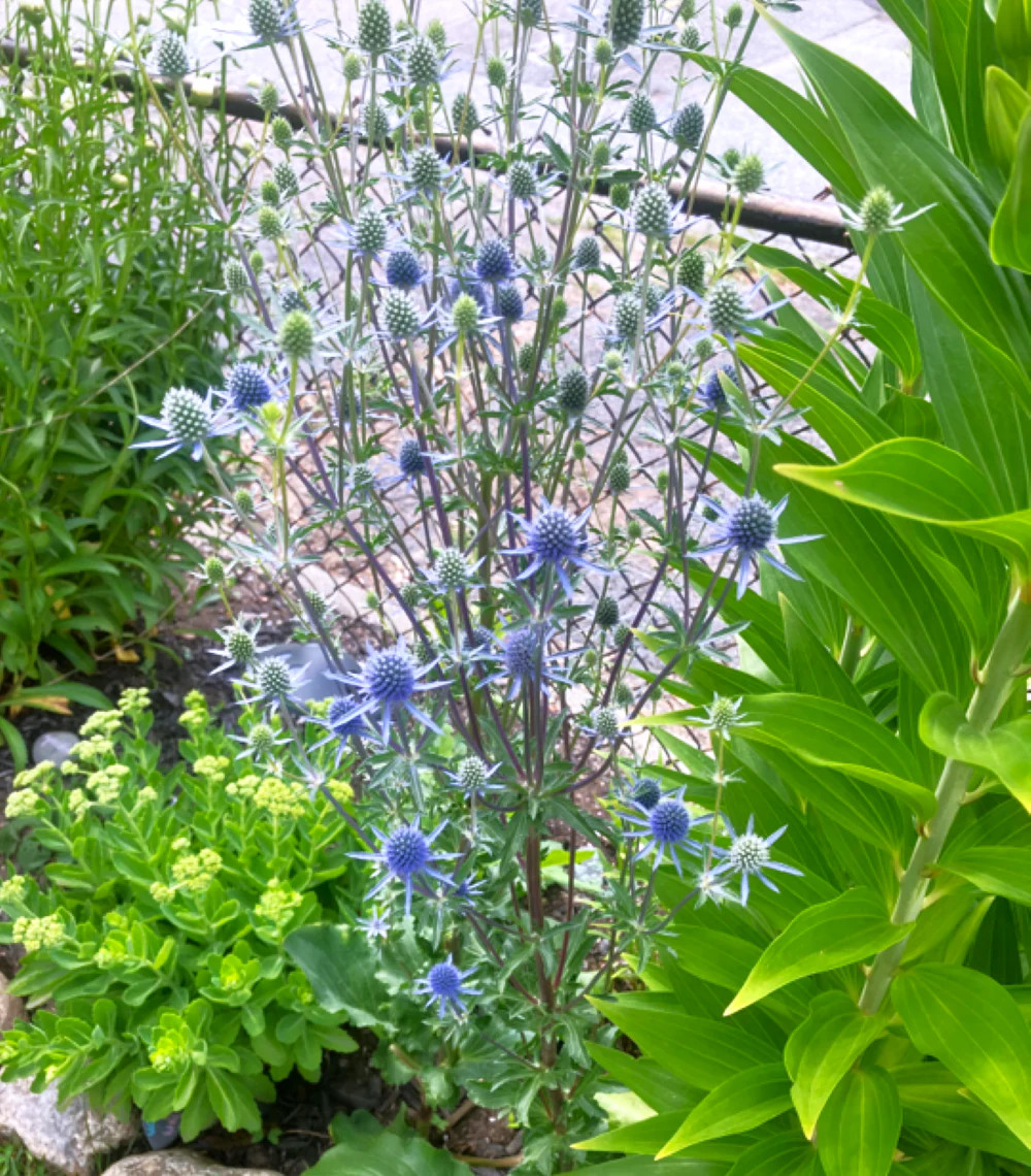 Sea Holly Seeds | Blue Thistle Eryngium Eryngo Flower Seed 2024 Fast Shipping