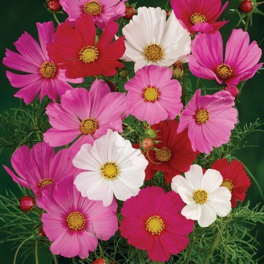 Wildflower Mix BURST OF BLOOM Butterflies Bees 20 Species USA Non-GMO 500+ Seeds