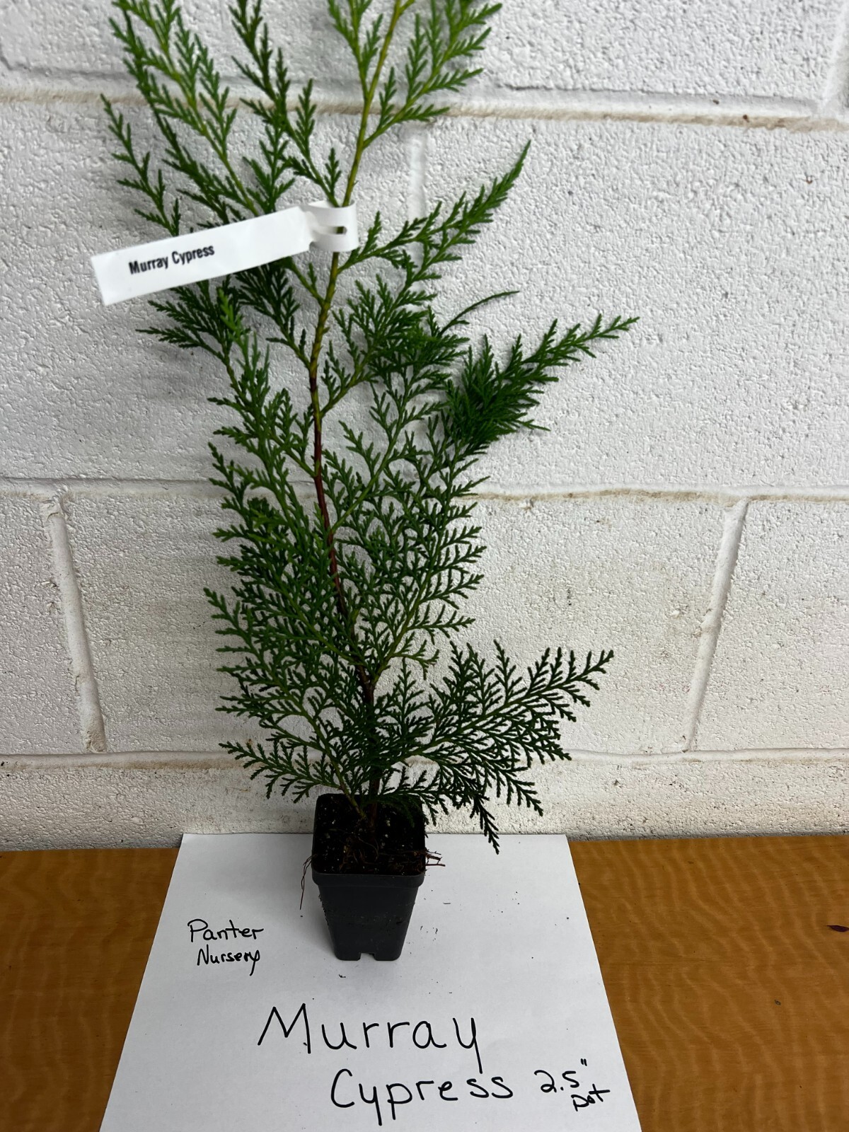 25 Murray Cypress tree 2.5″ pot