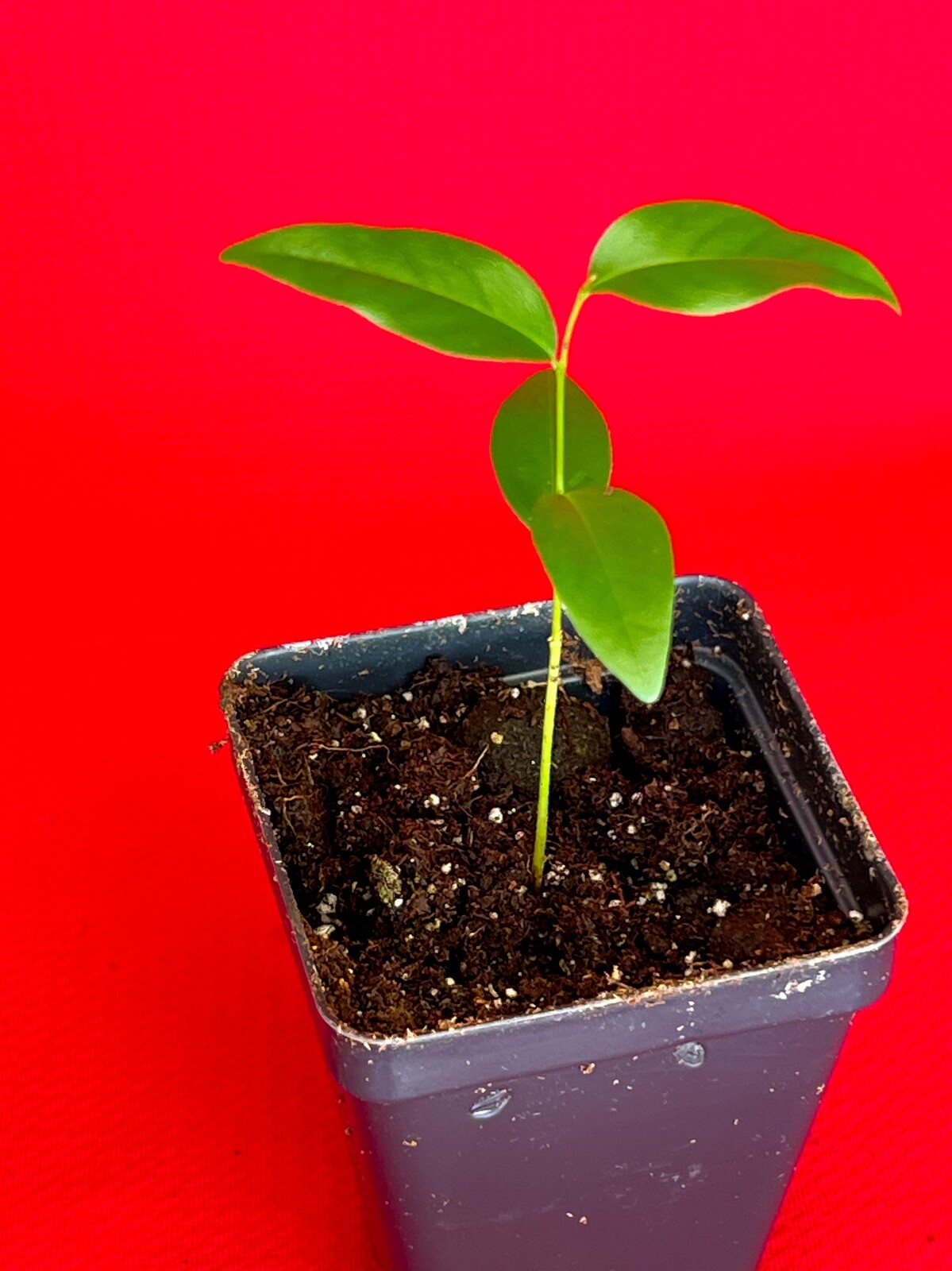 Fingersop Meiogyne cylindrocarpa Red Paipai Fruit Tropical Tree Plant RARE