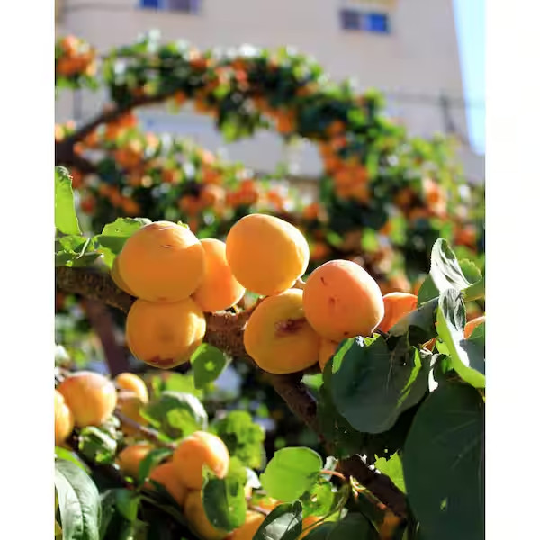 Dwarf Blenheim Apricot Tree (Bare-Root, 3 Ft. to 4 Ft Tall, 2-Years Old)
