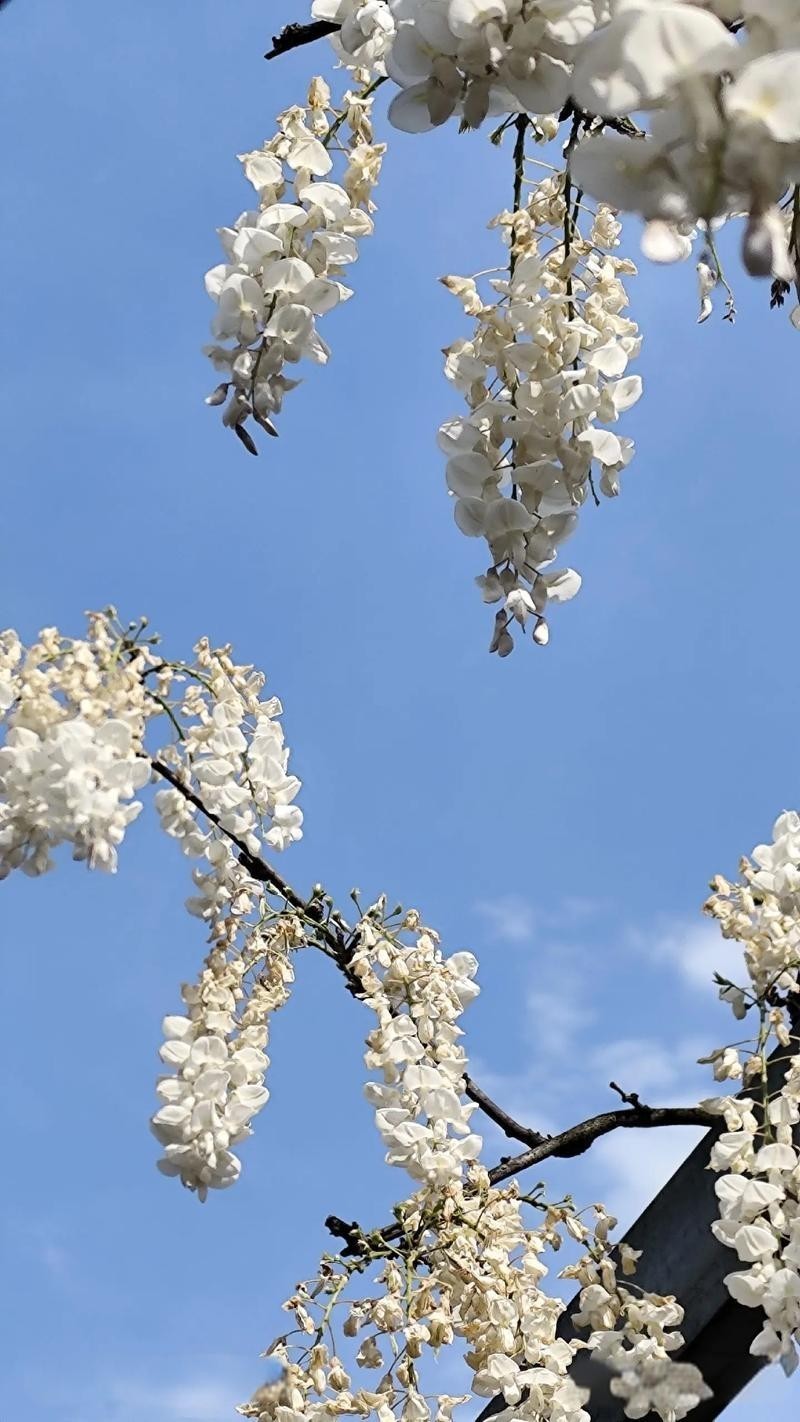 10 Pcs Japanese White Wisteria Sinensis Seeds for Landscaping or Bonsai Planting
