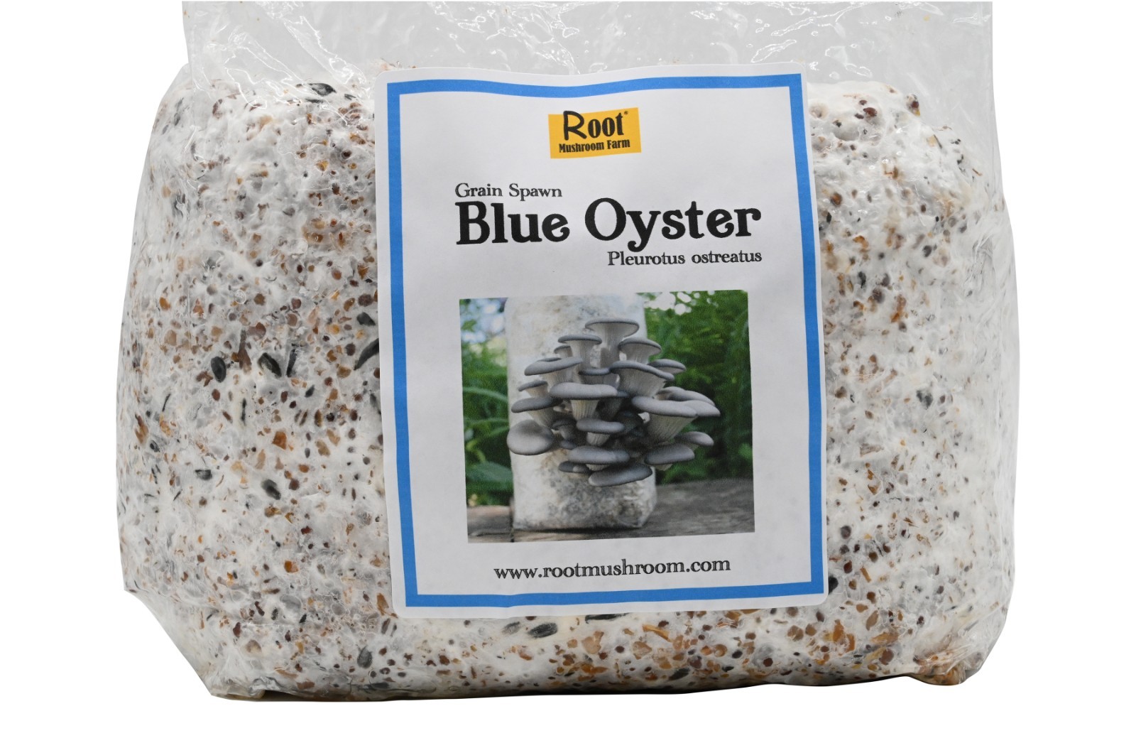 Root Mushroom Farm/6 Lb Blue Oyster Mushroom Grain Spawn