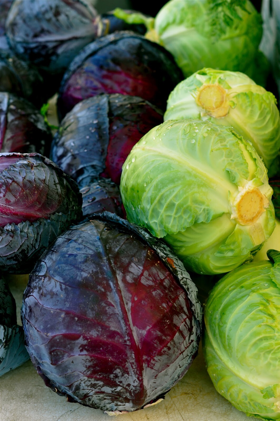 CABBAGE Heirloom Mix 100 NON-GMO garden SEEDS ALL TYPES MIXED super winter veggi
