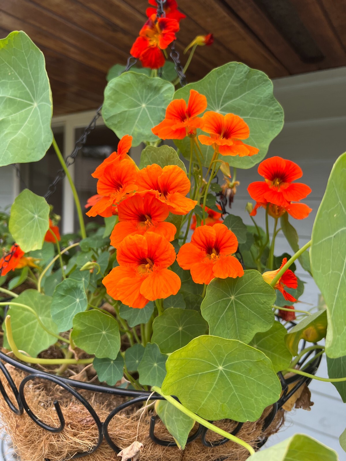 Empress of India Nasturtium Seeds | Organic