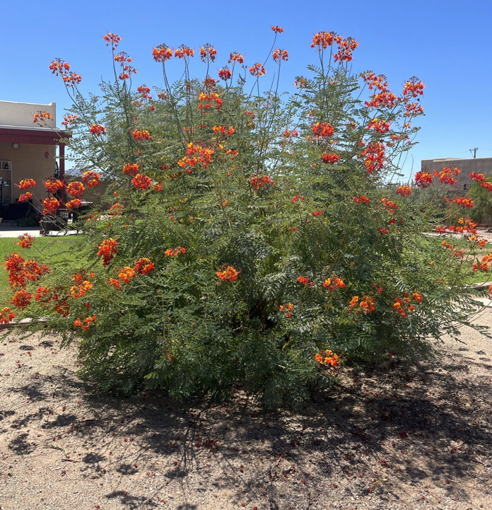Pride of Barbados, Poinciana, Peacock flower, Red bird of paradise, 15 seeds
