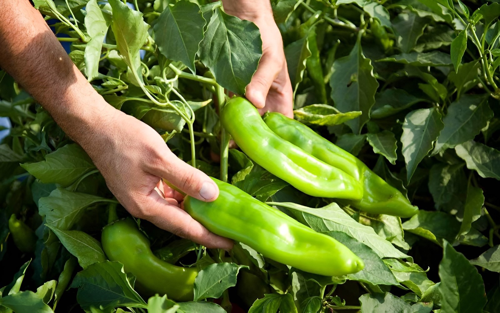 75ct Guizeppi NuMex Hatch Chili Pepper Seeds! Medium Heat! Med Size Hatch @ 3″-4