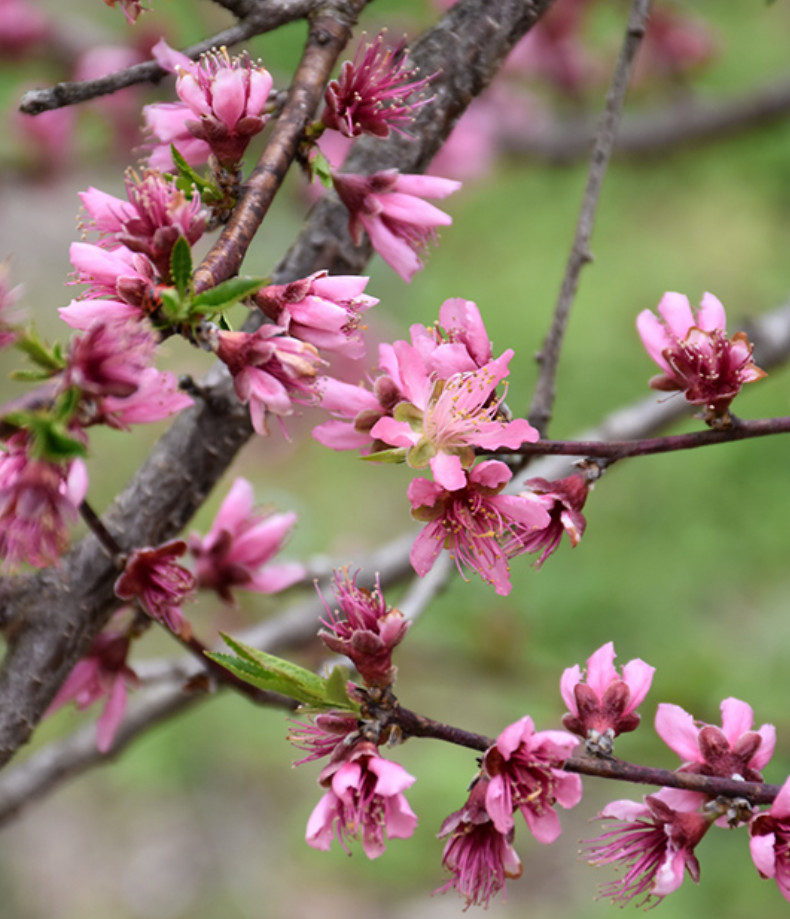 Contender Peach Plant – 1-2ft Tall – Cold-Hardy Sweet Peach Treem – Zones 4–8