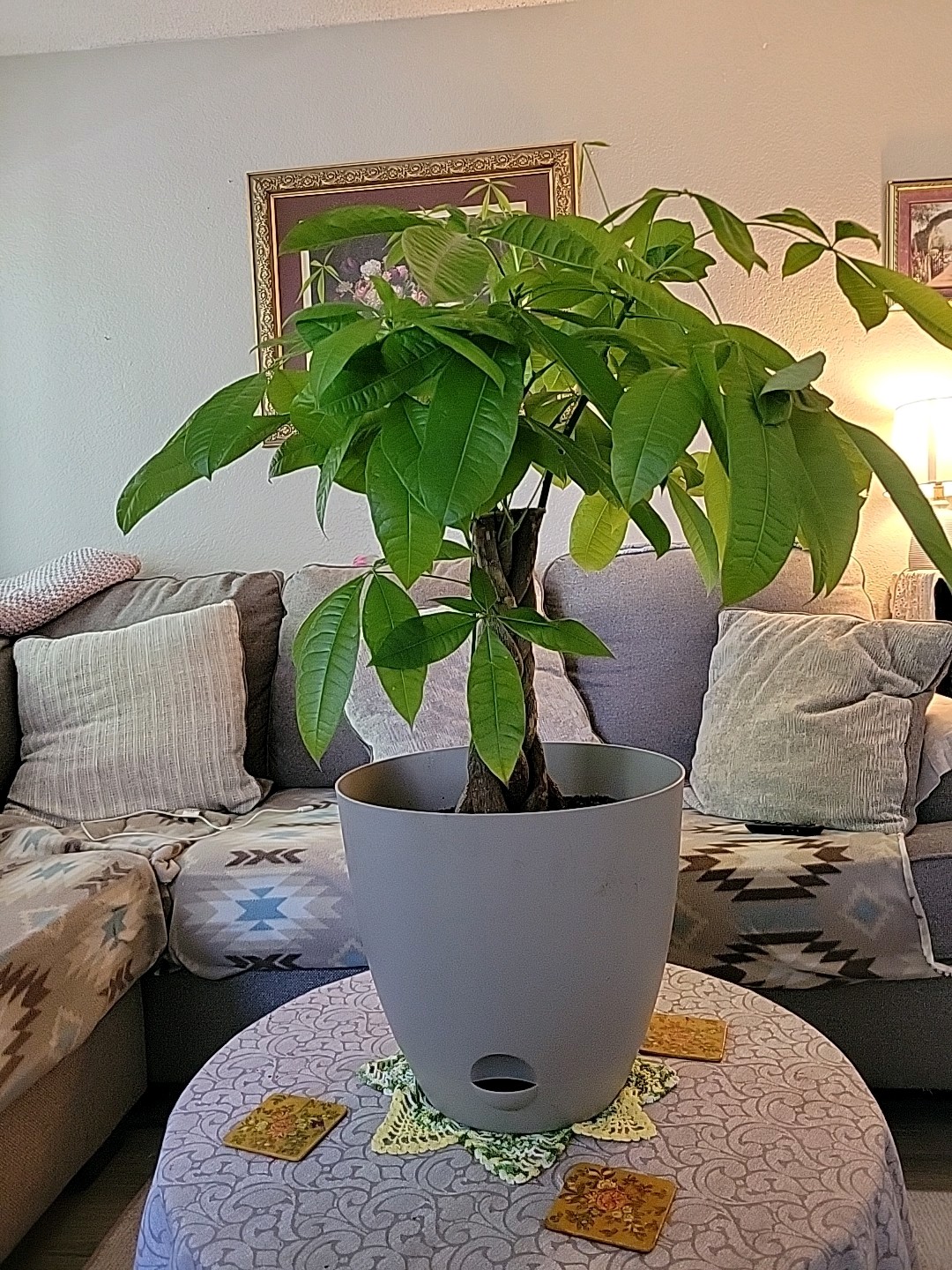 3ft Braided Trunk Money Tree (Pachira aquatica) Potted In Beige Pot