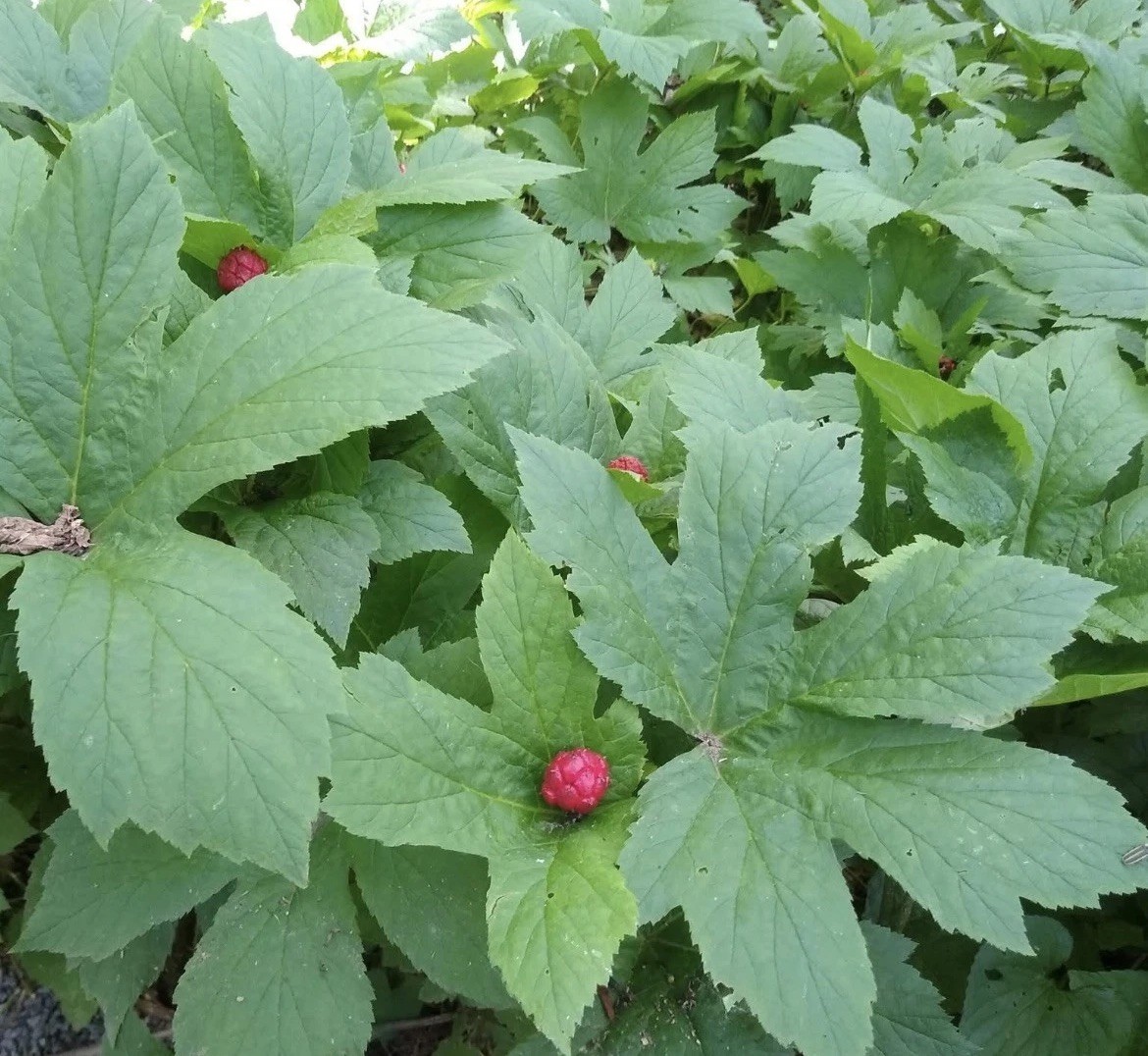 Goldenseal 25 Bare Root for Transplant M-XL Size ~ Woodland Gardens ~ Live Roots