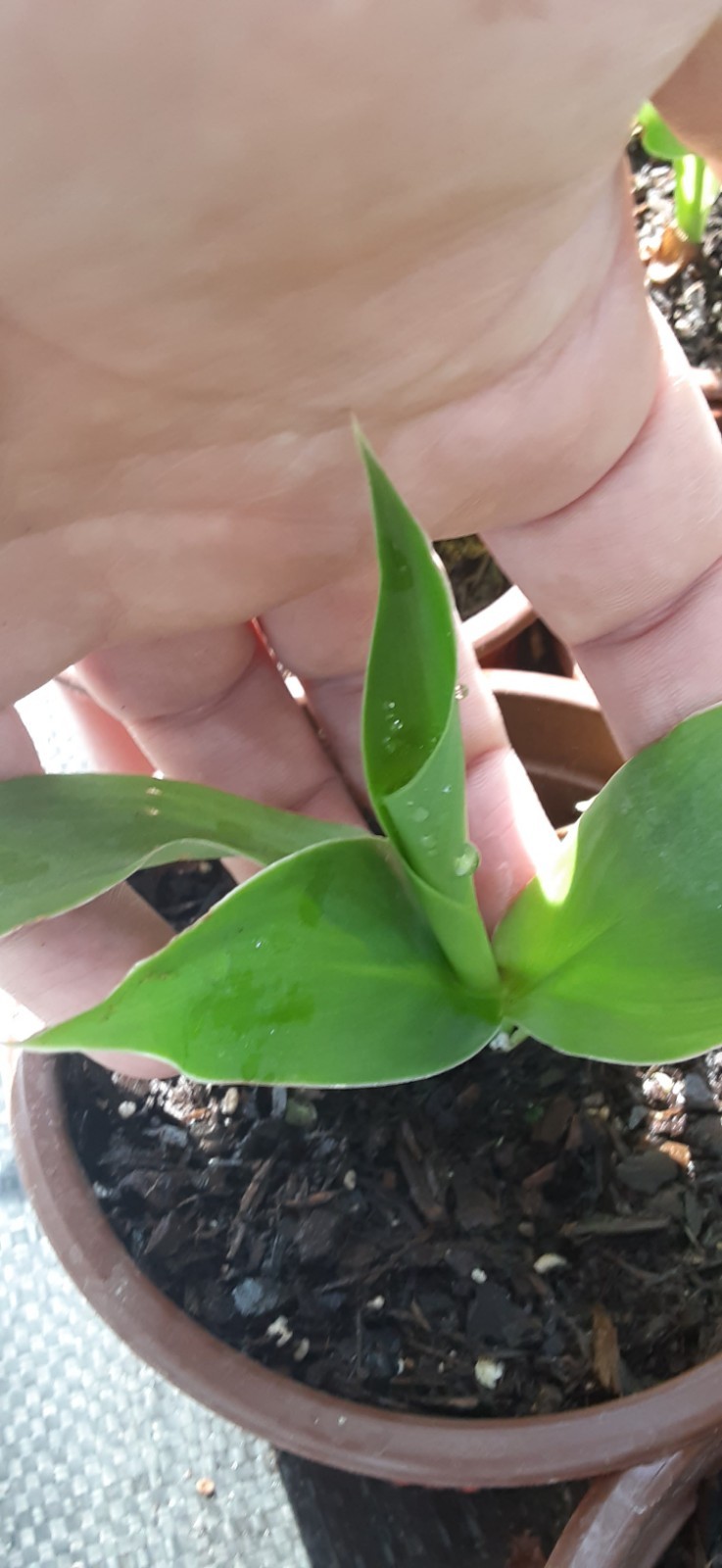 SALE! Red Gold Flame Canna Lily Live Starter Plant-READ LISTING