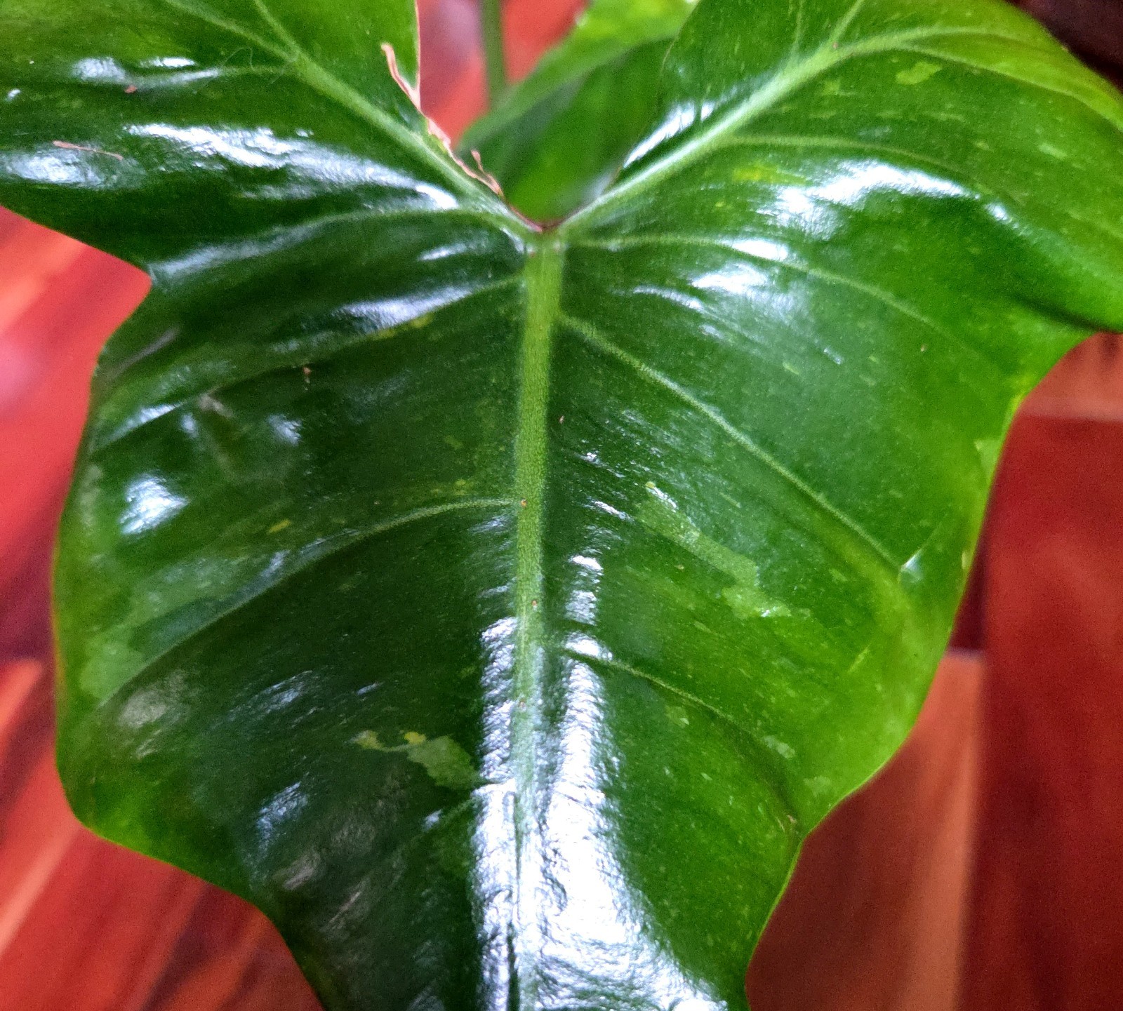 Rare Philodendron Minty GOG Florida Beauty X Radiatum 22″ Tall Not Monstera
