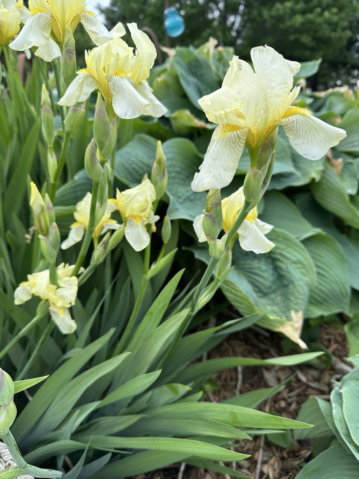 LOT of 7 Tall Yellow Old Fashioned Bearded Iris Rhizomes Bulbs