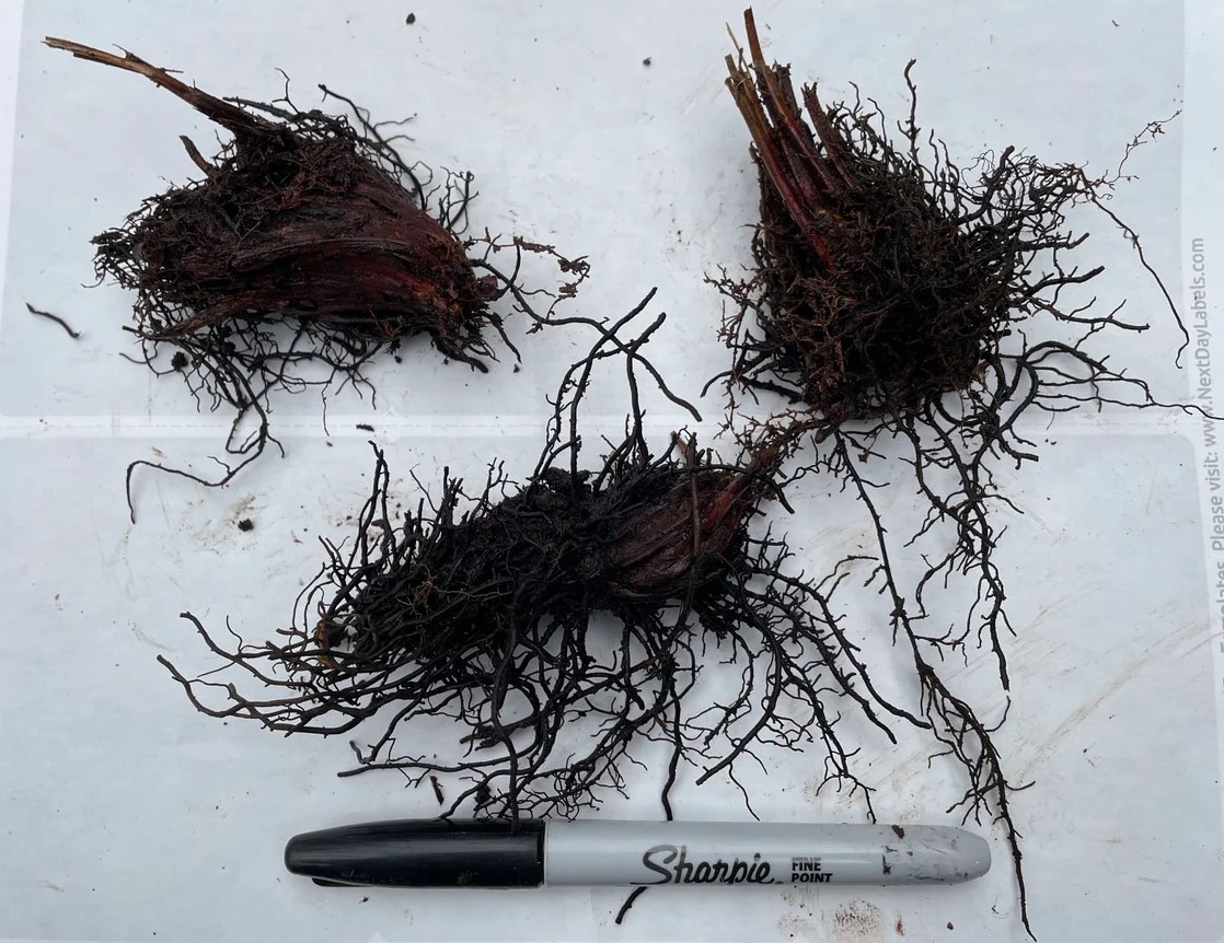 20 Tennessee Ostrich-Glade Fern Rhizomes With No Leaf – Zones 3-9 – Osmundastrum