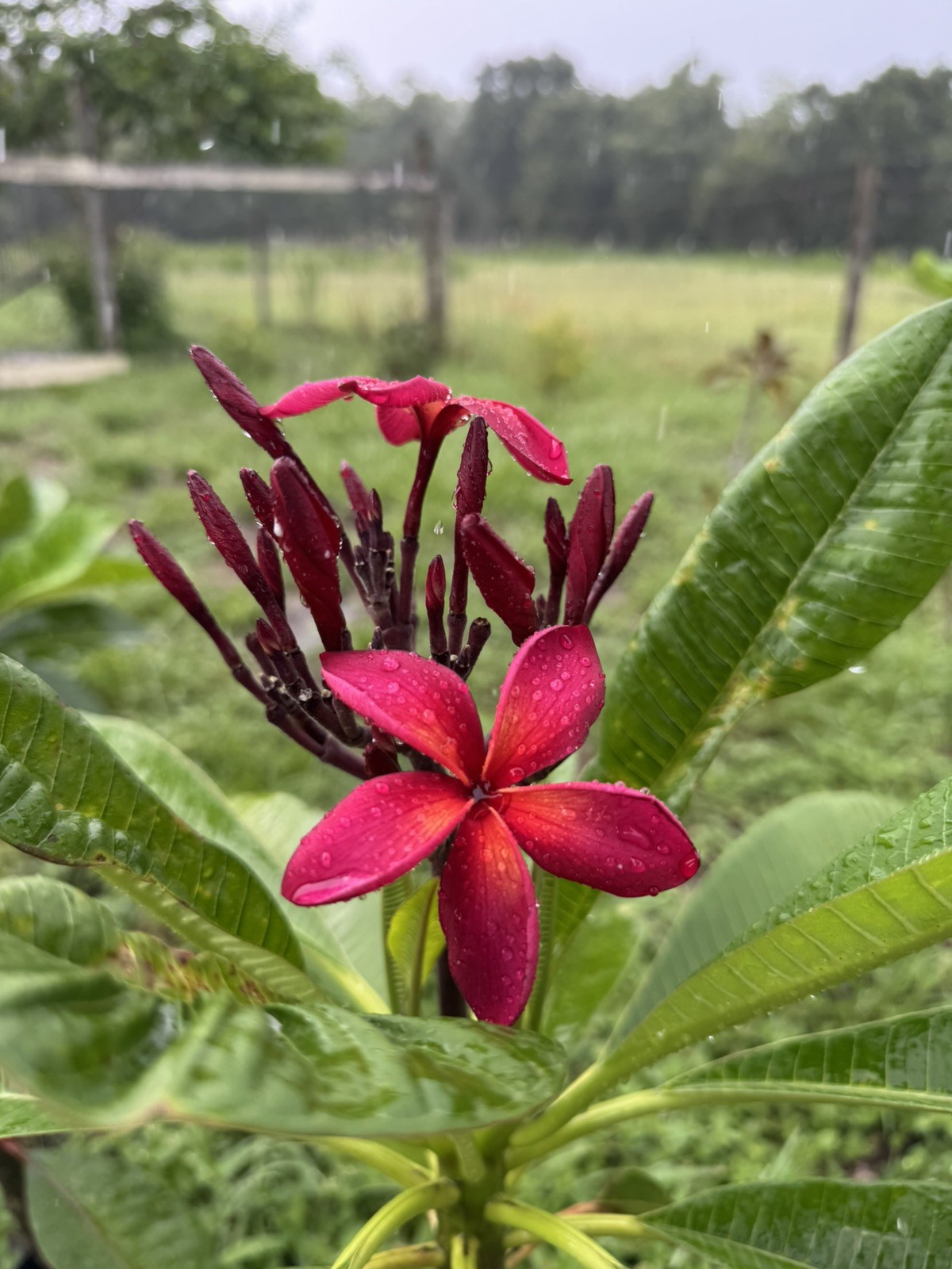 Mixed Thai Seeds bulk (Plumeria Kingdom)