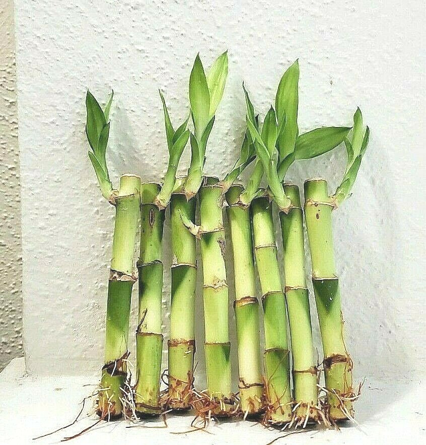 7 LUCKY BAMBOO Stalks 4″ 6″ Indoor Plants, Feng Shui, GIFT, Free Butterfly Stake