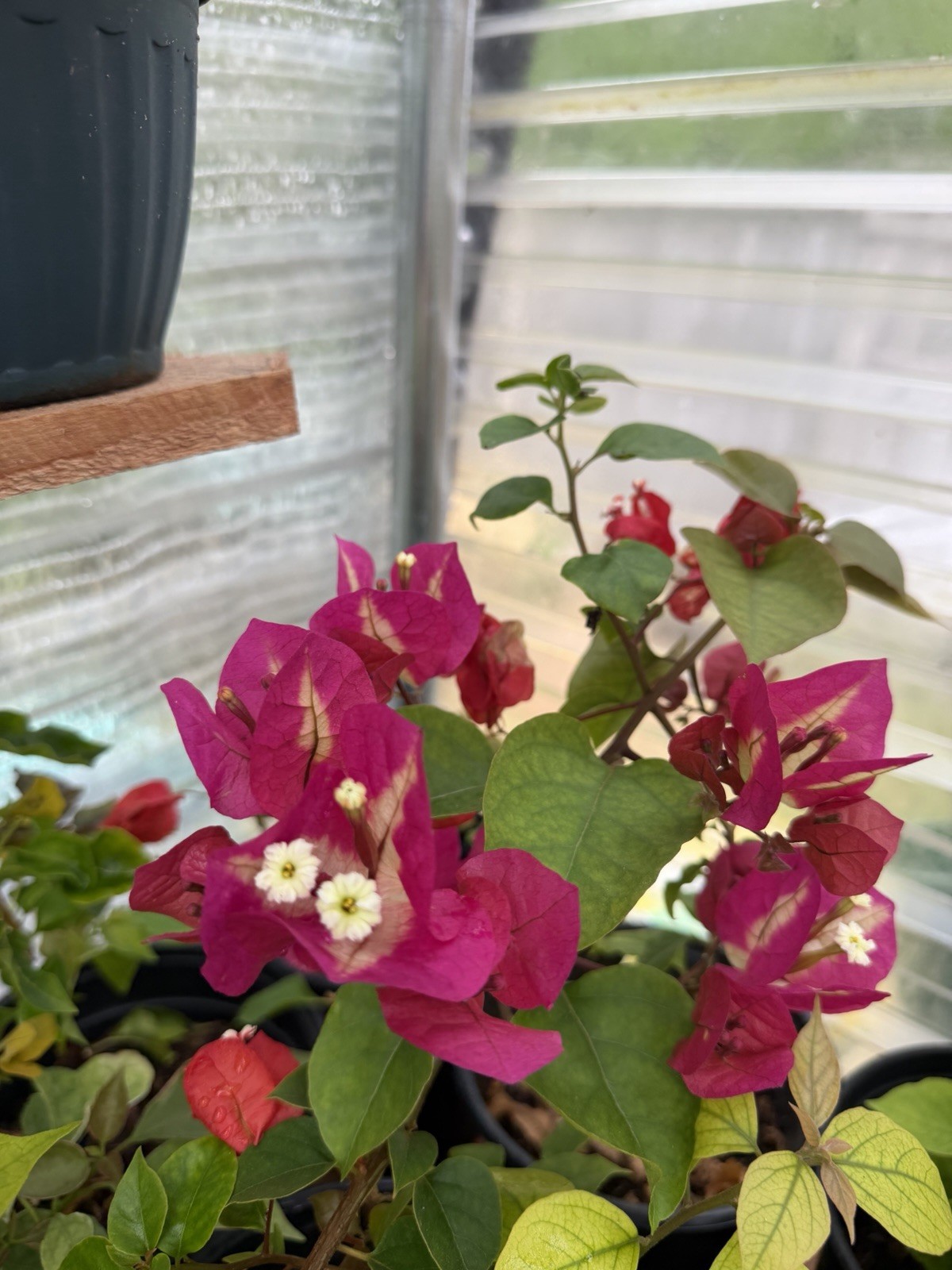 Chitra Monduring live rare bougainvillea plants for sale.