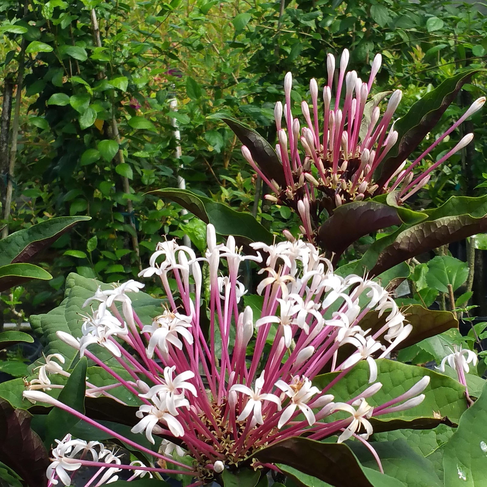 Starburst Shooting Star Clerondendrum Tropical Plant Shrub White Pink Flowers