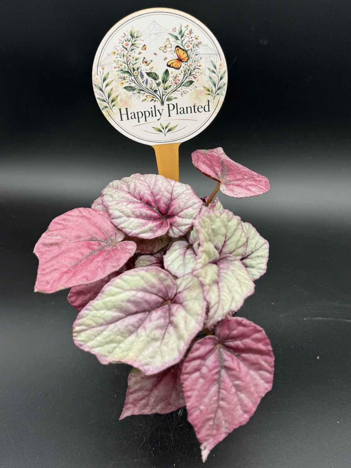 Begonia Inca Flame- 4″ Pot Live Plant – Free Shipping