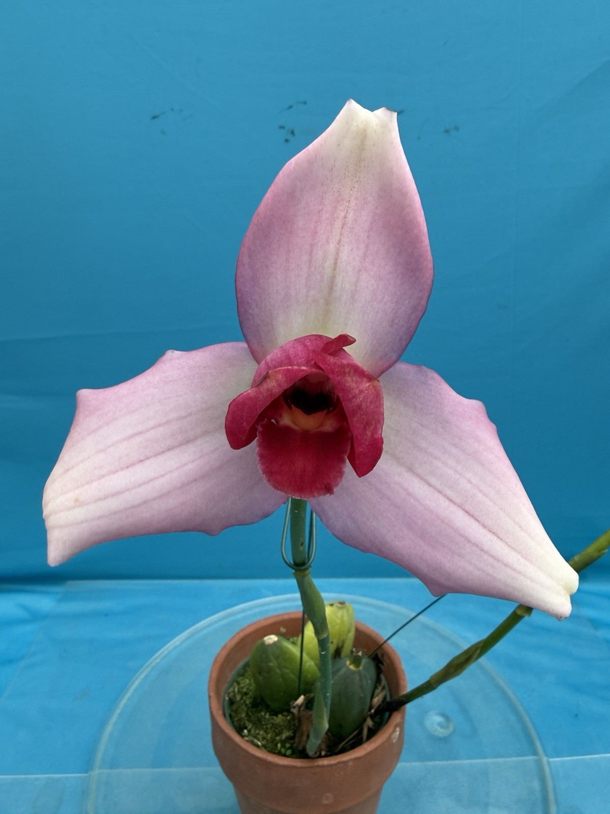 Lycaste Chita Dream x Shoalheaven ‘Bleeding Heart’ Exact Orchid Hybrid 4” Pot