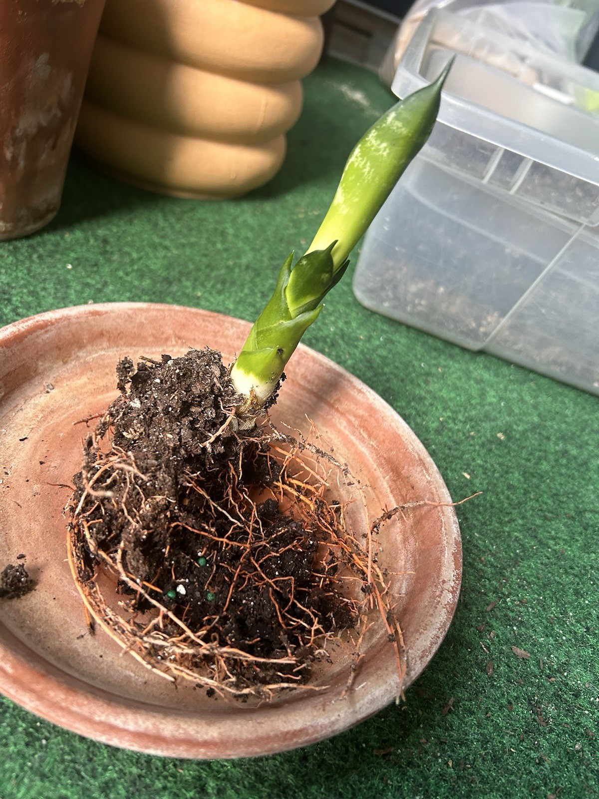 EXACT Sansevieria ‘Whitney’ Rhizome 6” healthy live snake plant