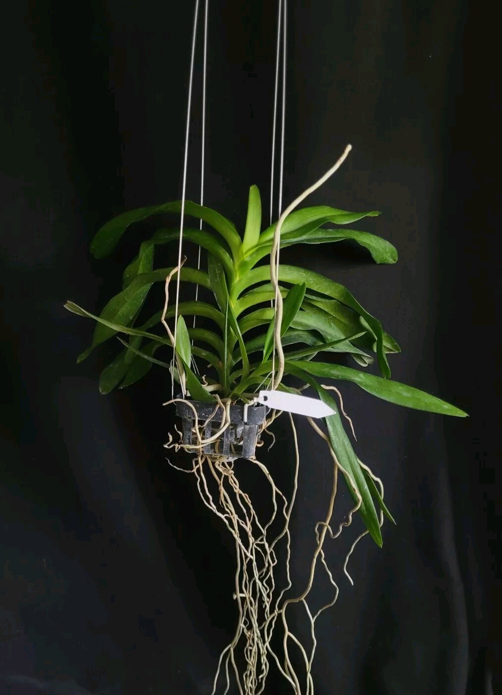 Aerides (flabellata x falcata var. alba) Super Fragrant