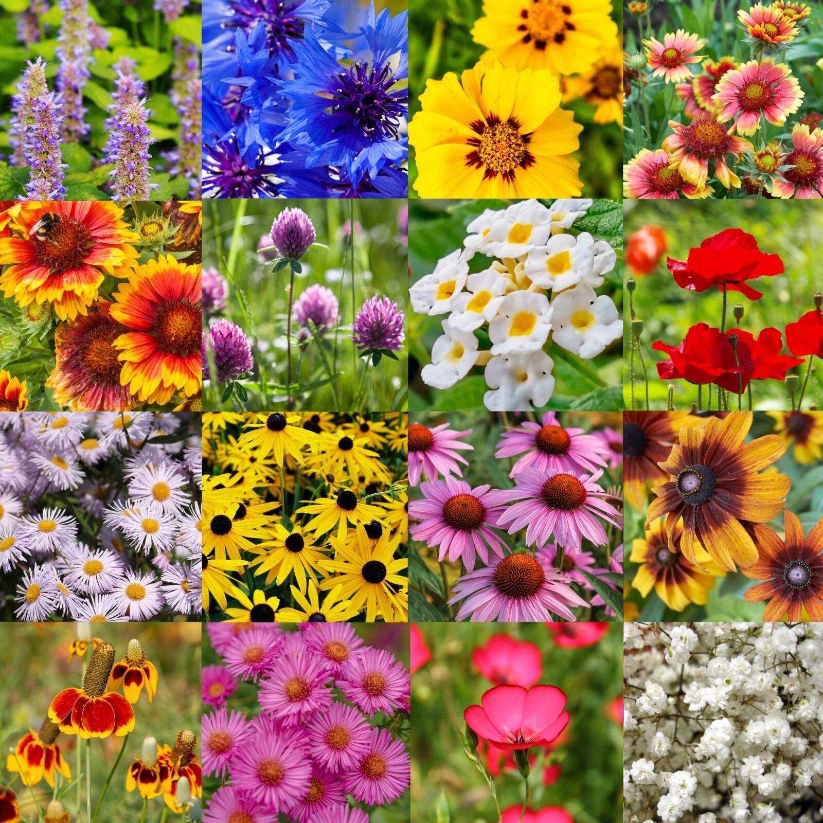 1 Pound Mid Western Regional Bulk Wildflower Seed Mix 1lb Covers 2,000sq-ft