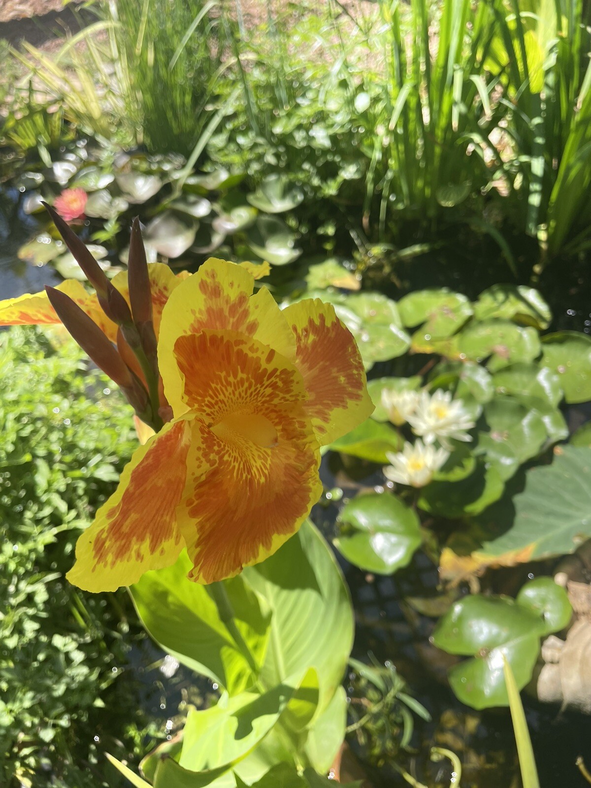 2 Orange /yellow Canna Lily King Humbert bog pond plant (not just a rhizome)