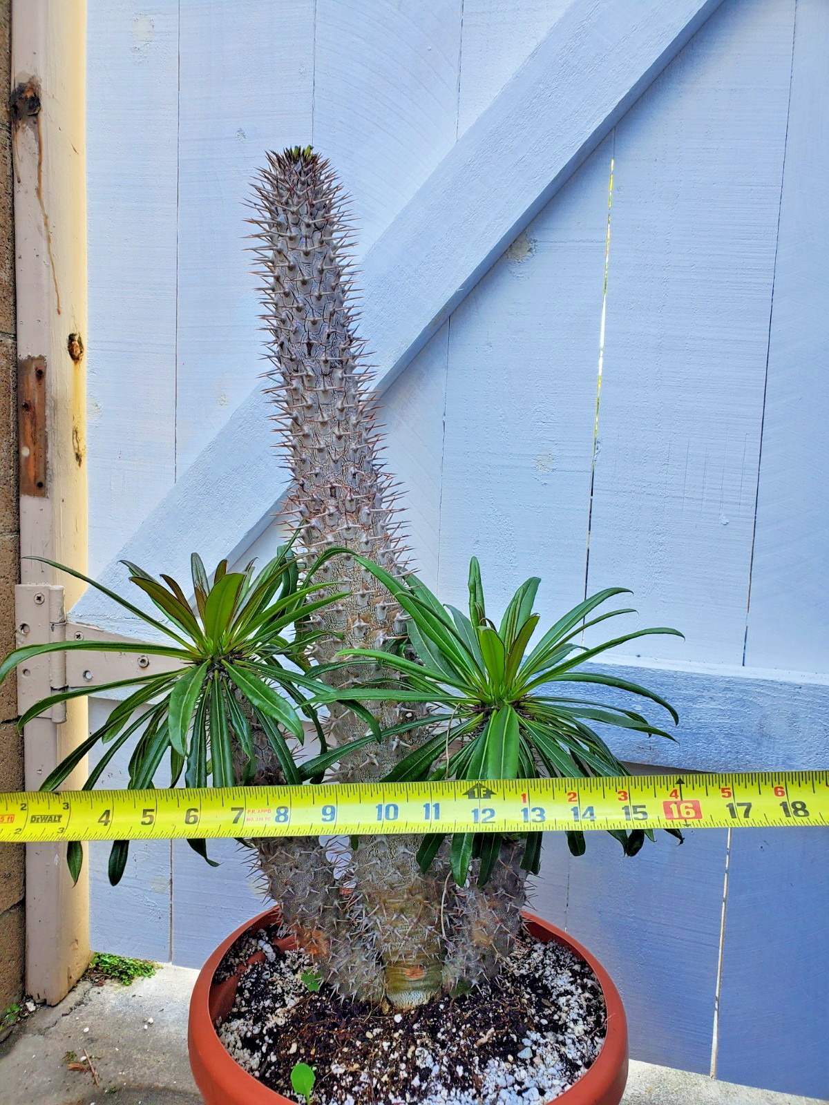 Madagascar Palm Plant Pachypodium Lamerei Cactus