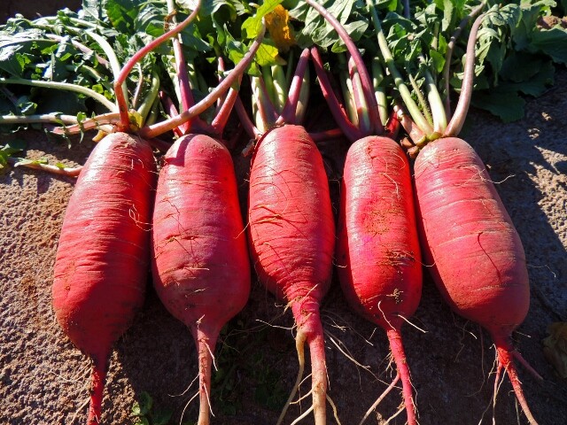 China Rose Radish Seeds 250 Ct Sprouting Vegetable Microgreen USA FREE SHIPPING