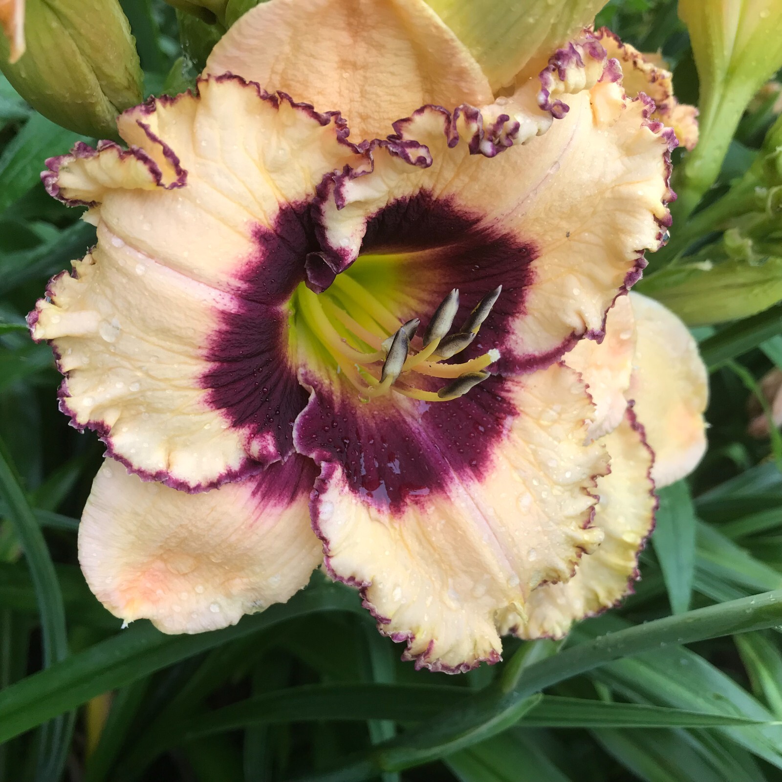Assorted Daylilies, Mixed Daylilys, perennial’s return every year multiplying