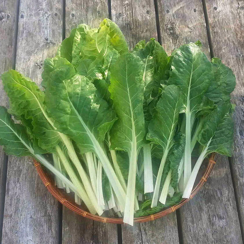 500 Swiss Chard Seeds – Fordhook Giant Non-GMO / Heirloom Fresh USA Seller