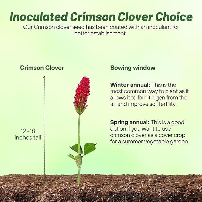 2 LBS – Inoculated Bulk Crimson Clover Seed For Planting Pastures, Cover