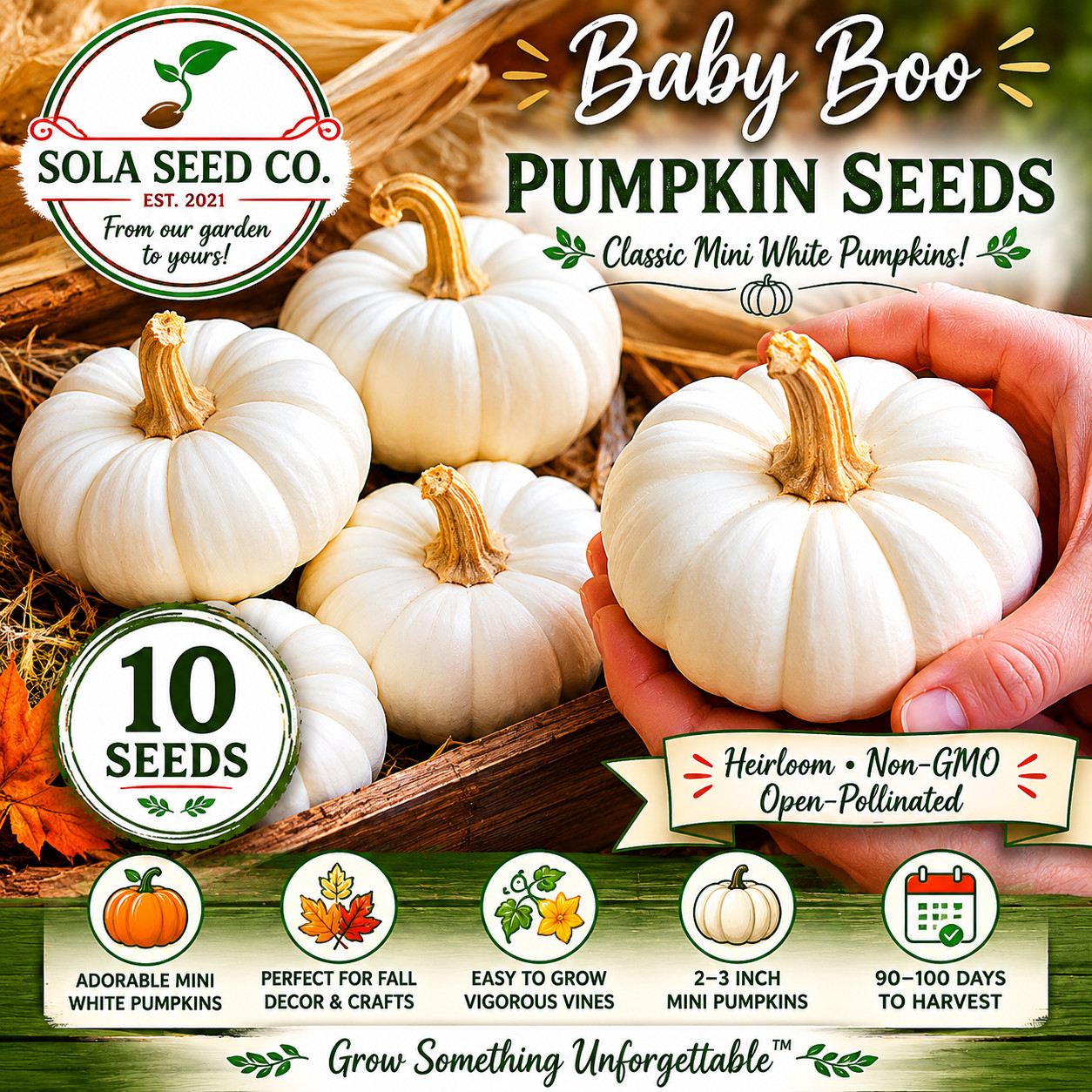 10 Baby Boo Pumpkin Seeds | White Mini Little Halloween Pumpkin- Non-GMO USA!