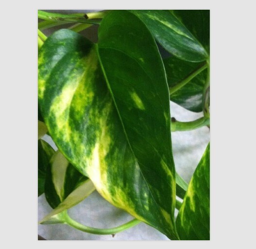 Golden Pothos Plant Live Epipremnum Easy Care Floral Decor In 6″H Hanging Pot