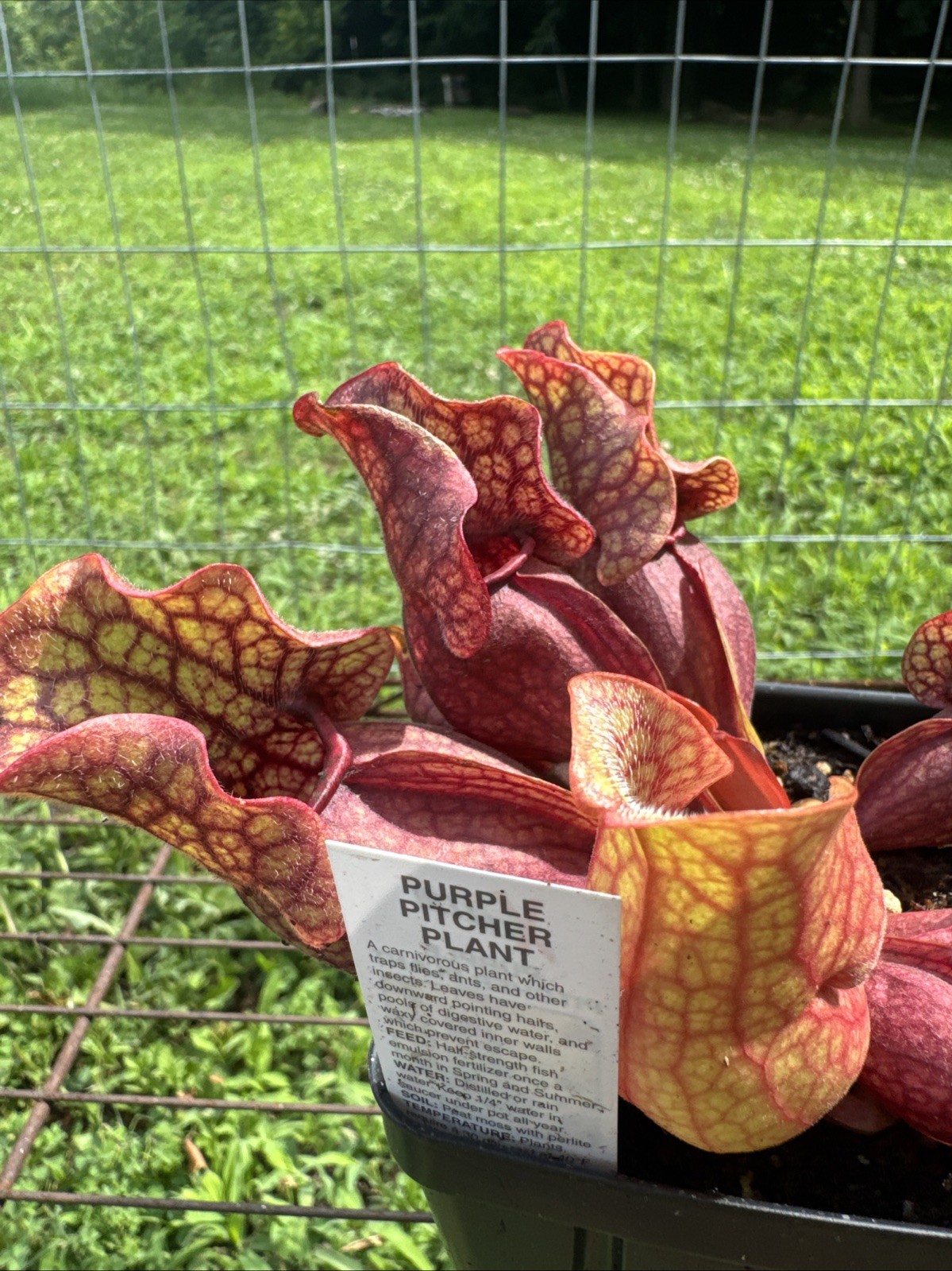 SARRACENIA PURPUREA “BOOMAN FLORAL” MARCO BOOMAN. MEDIUM SIZE.
