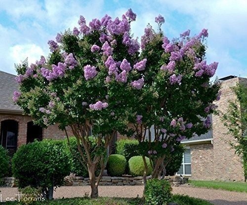 Crape Myrtle Muskogee | 2 Inch | Lagerstroemia Indica |Flowering Summer Blooms