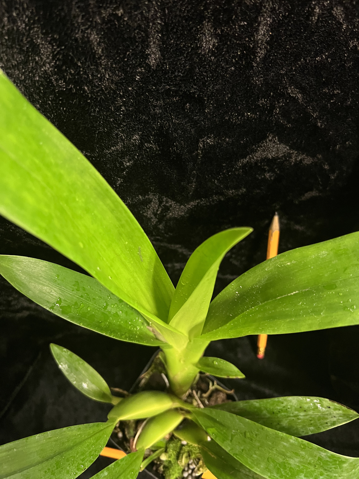 Onc_SHARRY BABY_chocolate fragrance blooms easy grow orchid (NOT in-bud/bloom)