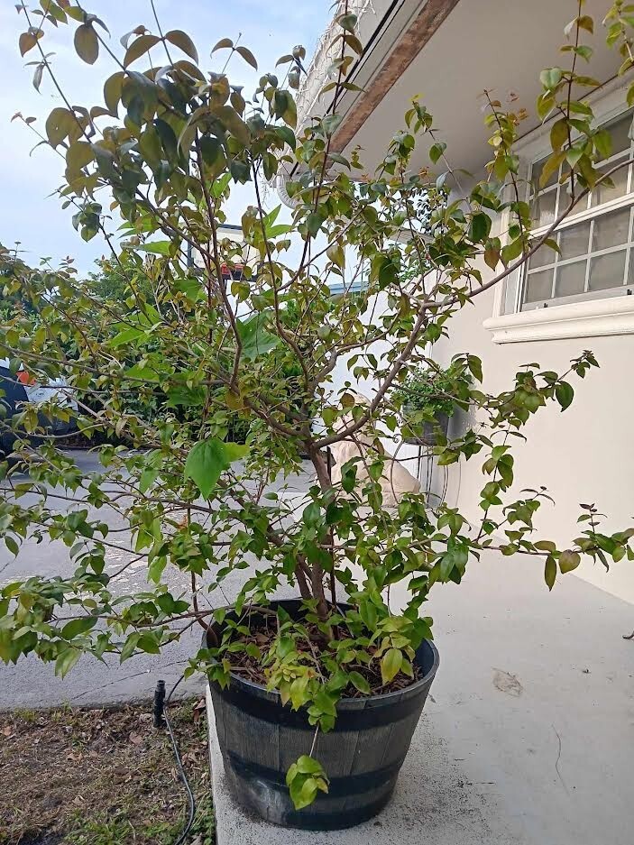  Black Surinam Cherry Eugenia Uniflora 