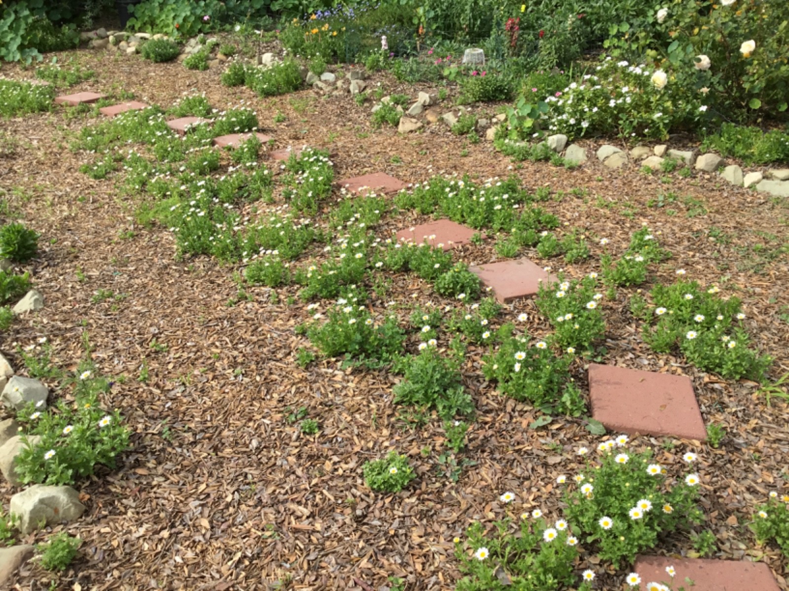 Dwarf Border or pot Daisy Seeds 100 great ground over or pots