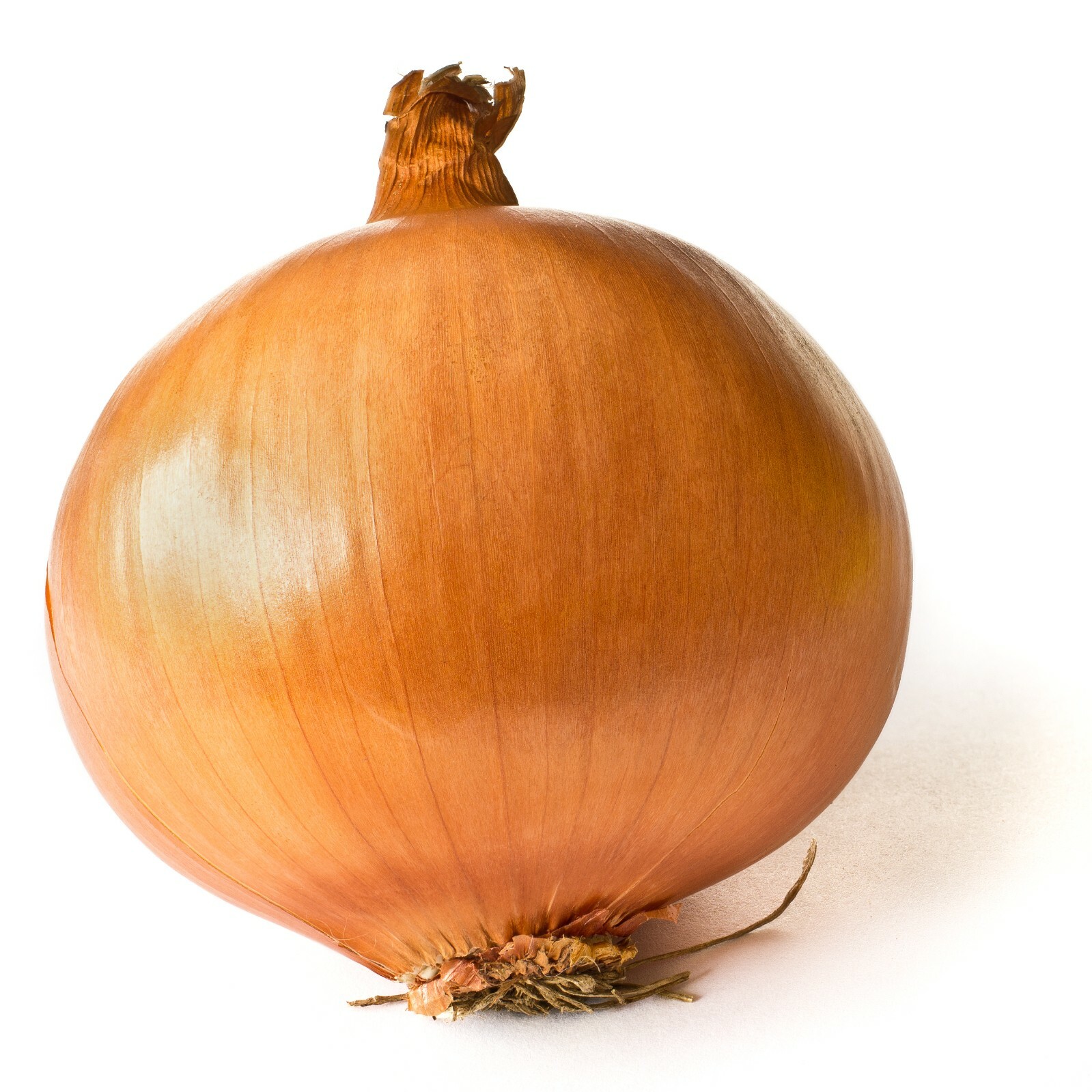 200 YELLOW SPANISH SWEET ONION SEEDS ~ heirloomseedguy ~ 2026 ~ NON-GMO