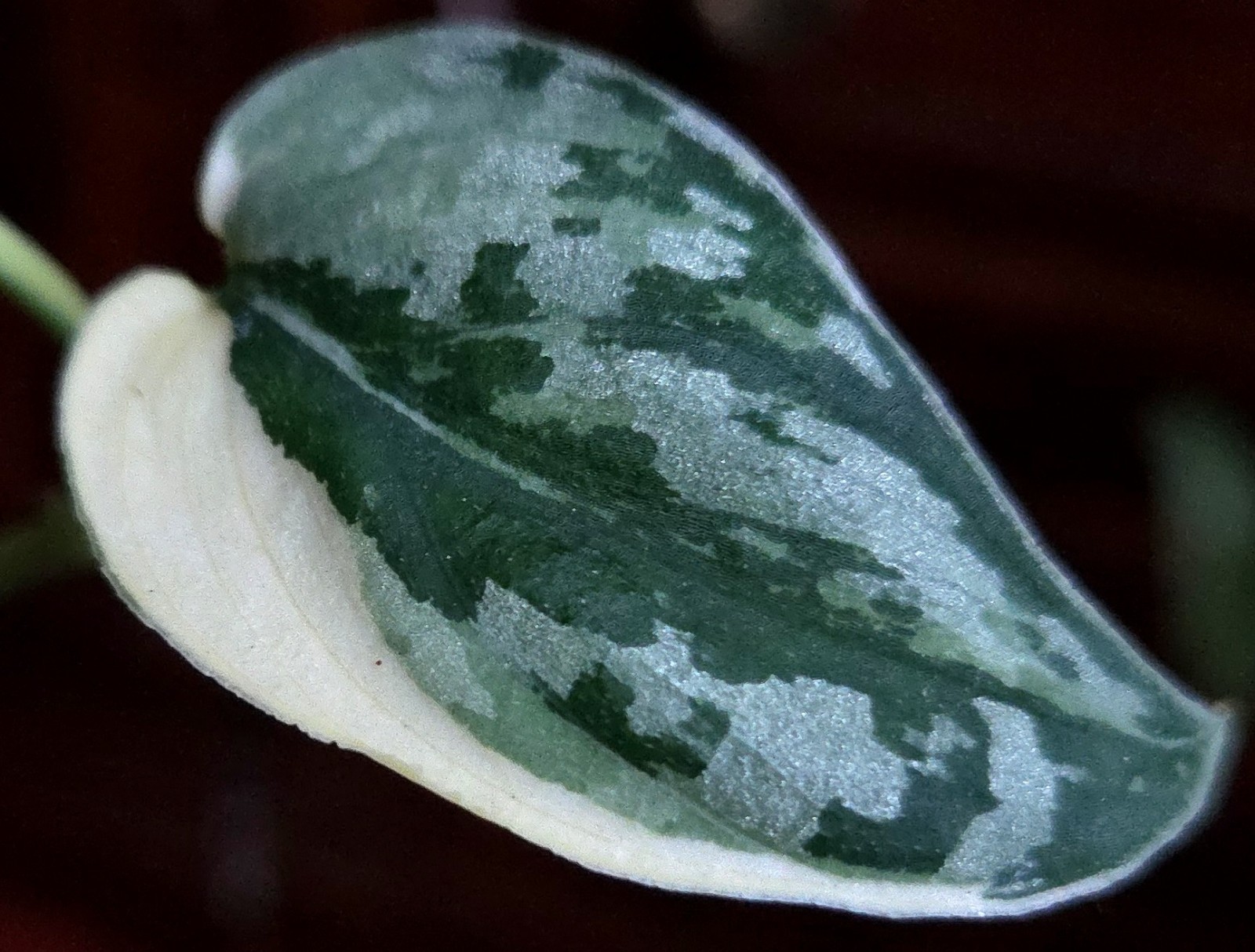 Rare Scindapsus Mayari Albo 18″ Tall not Aroid Monstera Philodendron Anthurium
