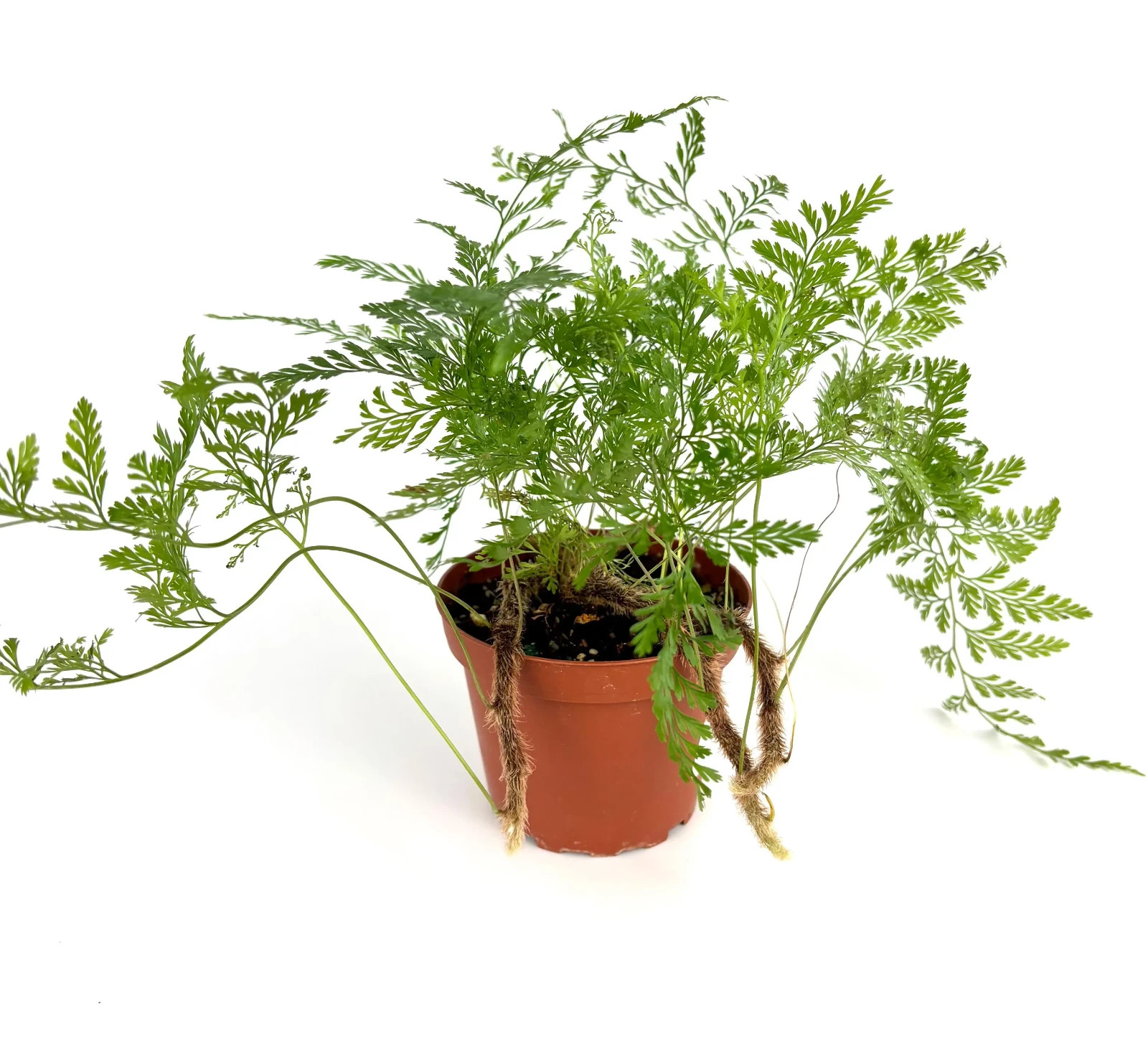 Rabbit Foot Fern Live Potted Houseplant, 4″ Pot