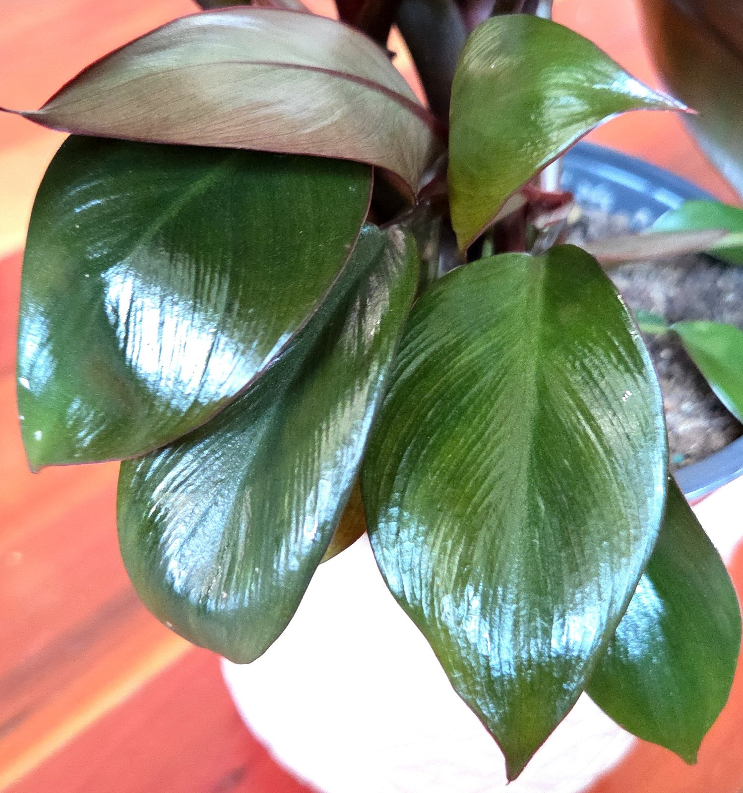 Rare Philodendron Variegated Black Cardinal 18″ Tall W/ Pups Aroid Not Monstera