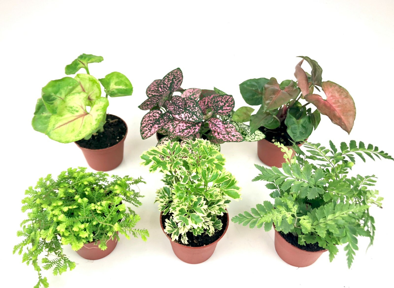 Mini Terrarium Plants (6 Plants) (2″ Pots) Fairy Garden Assorted Varieties