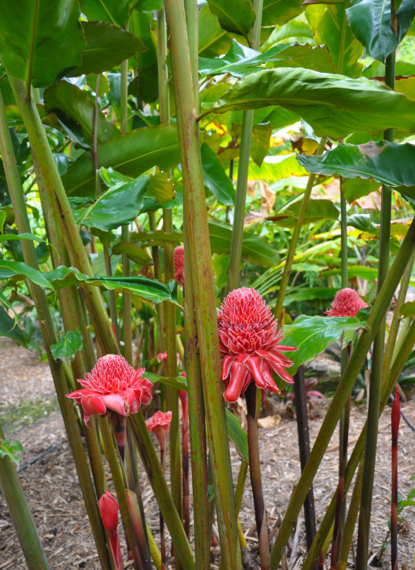 2 Red Torch Ginger Plants with Rhizomes Etlingera Elatio Ginger Lily Well Rooted