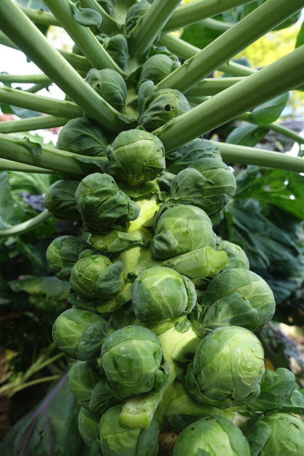 200+ Brussel Sprouts Seeds Catskill Brussel Sprouts (Brassica oleracea) USA
