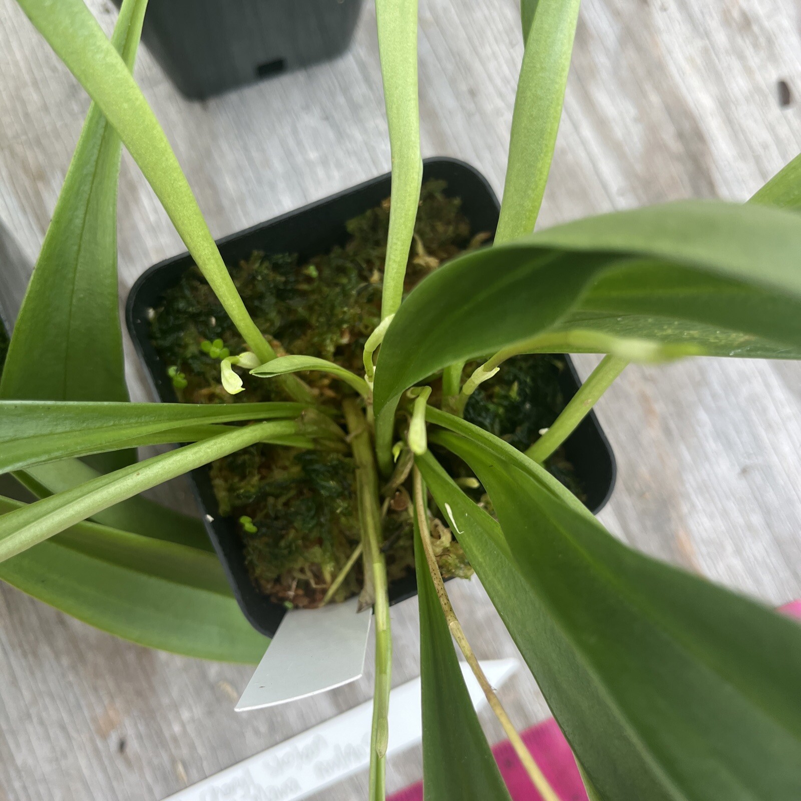 Masdevallia Division Cheryl Shohan ‘Red Hot Mama’ AM/AOS 4” Pot