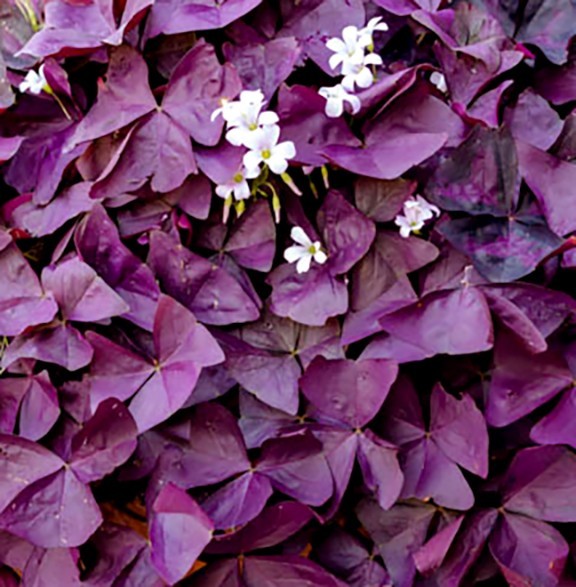 8 Purple Shamrocks Bulbs Perennial Plant Oxalis