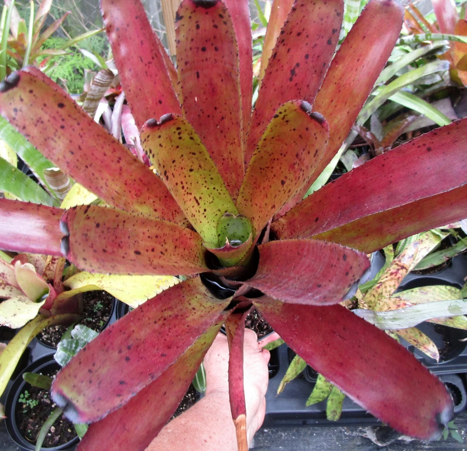 BUY 4 SAVE 15% BROMELIAD Neoregelia DIVERSIFICATION Offset – A Rainbow Hybrid